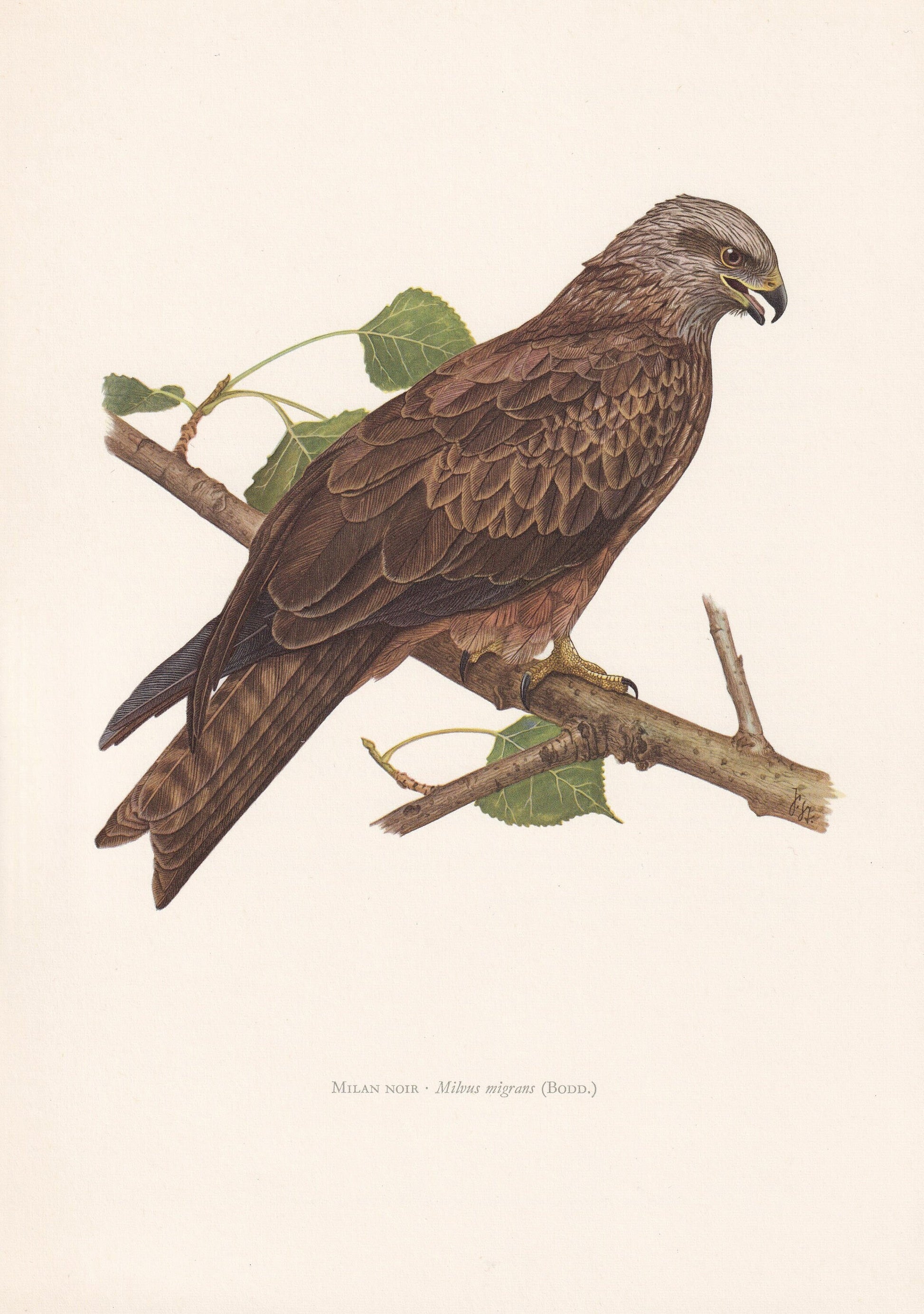 1960 BLACK KITE Bird Print - Vintage Bird Print - Bird Illustration - Bird Wall Art - Bird Decor - 7.5 x 10.6 Inches