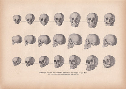 1900 SKULLS Print - Human Skulls Print - Human Anatomy Print - Halloween Print - Gothic Print - 124 Years Old - 11.2 x 7.75 Inches