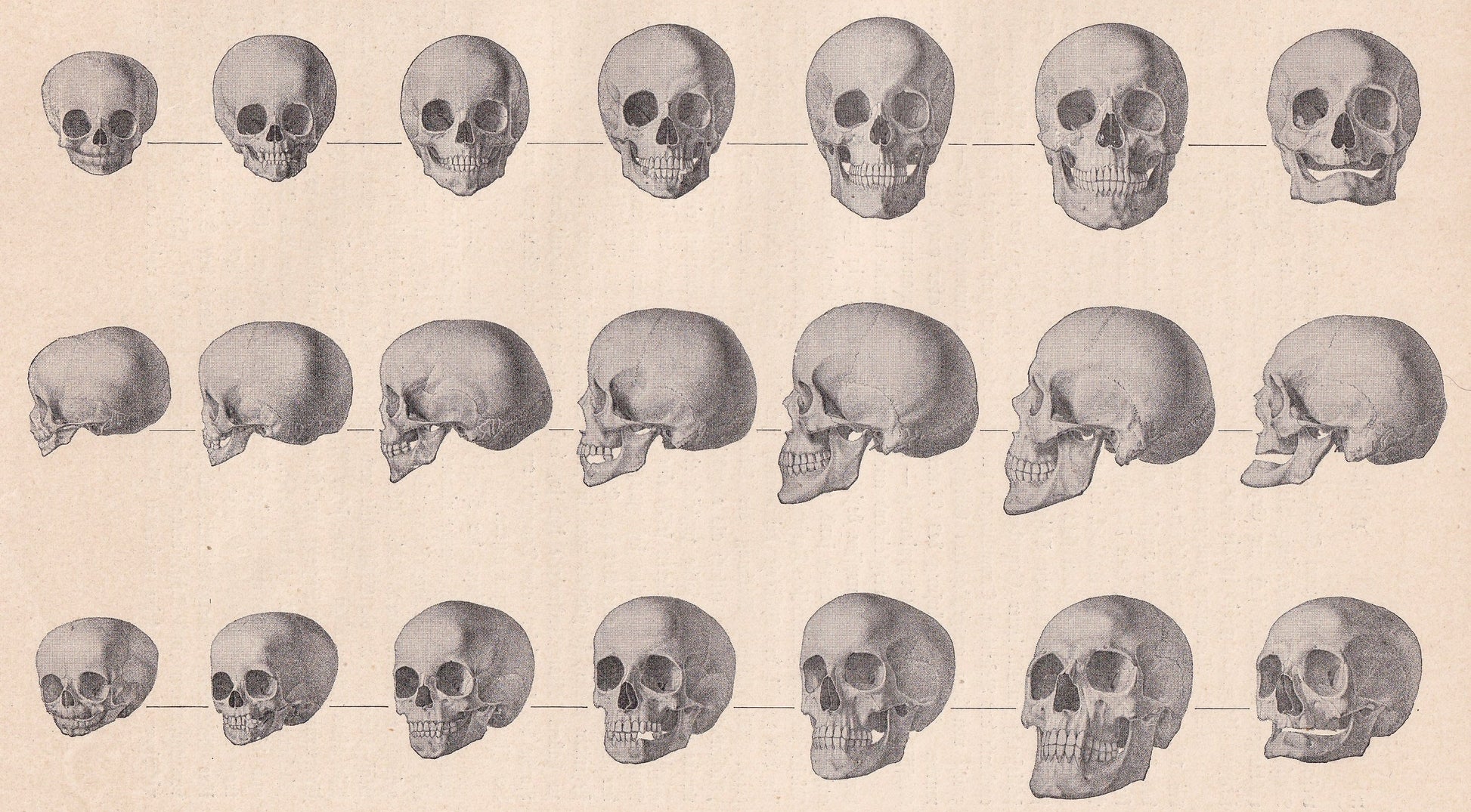 1900 SKULLS Print - Human Skulls Print - Human Anatomy Print - Halloween Print - Gothic Print - 124 Years Old - 11.2 x 7.75 Inches