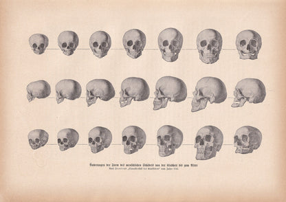 1900 SKULLS Print - Human Skulls Print - Human Anatomy Print - Halloween Print - Gothic Print - 124 Years Old - 11.2 x 7.75 Inches