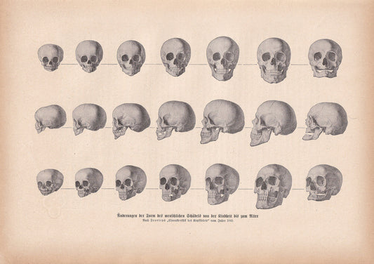 1900 SKULLS Print - Human Skulls Print - Human Anatomy Print - Halloween Print - Gothic Print - 124 Years Old - 11.2 x 7.75 Inches