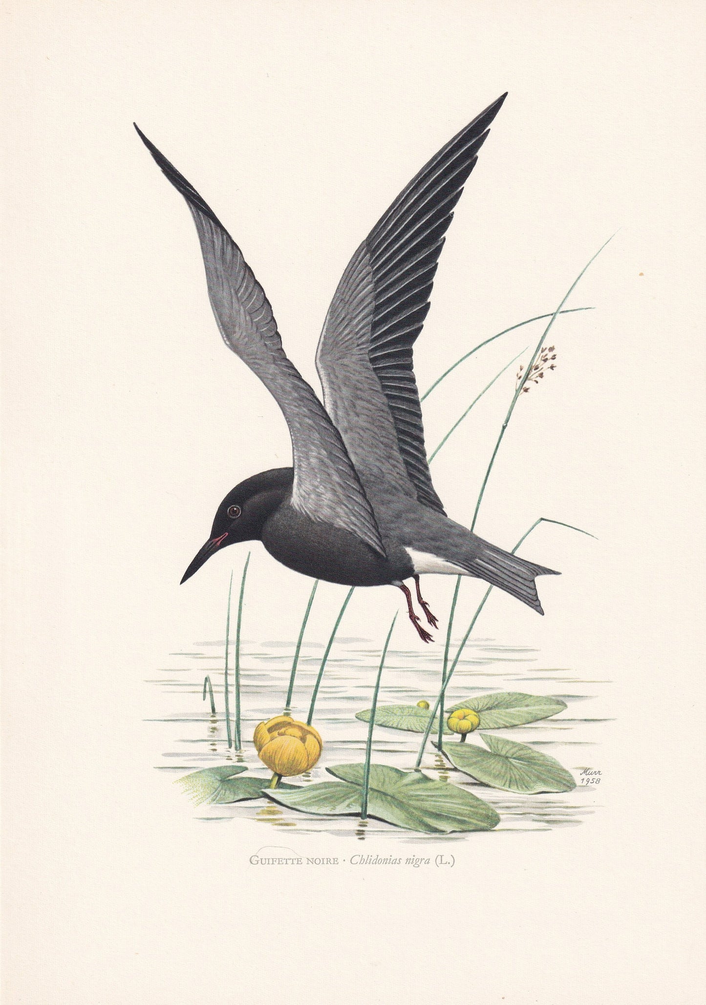 1960 BLACK TERN Bird Print - Vintage Bird Print - Bird Illustration - Bird Wall Art - Bird Decor - 7.5 x 10.6 Inches