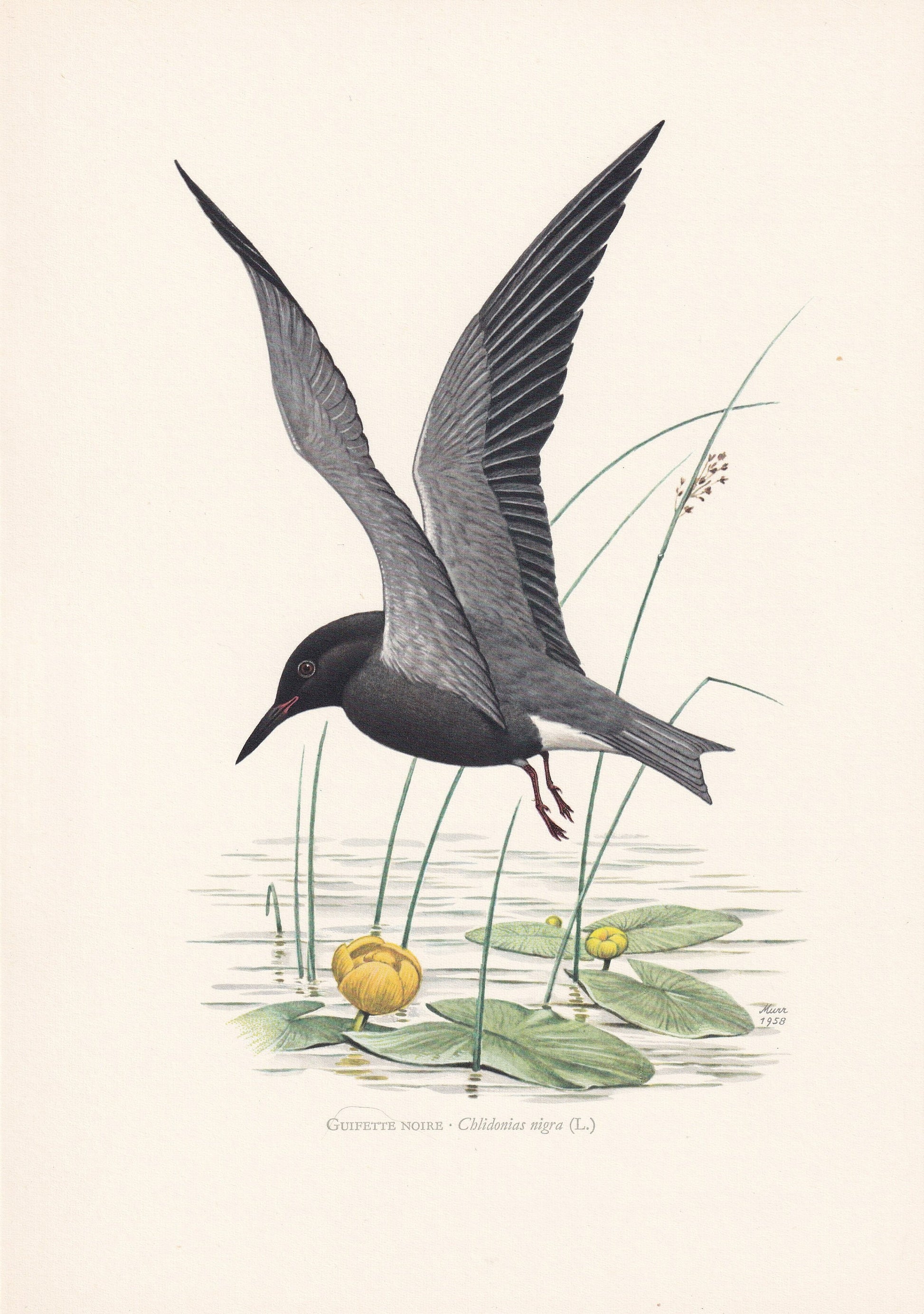 1960 BLACK TERN Bird Print - Vintage Bird Print - Bird Illustration - Bird Wall Art - Bird Decor - 7.5 x 10.6 Inches
