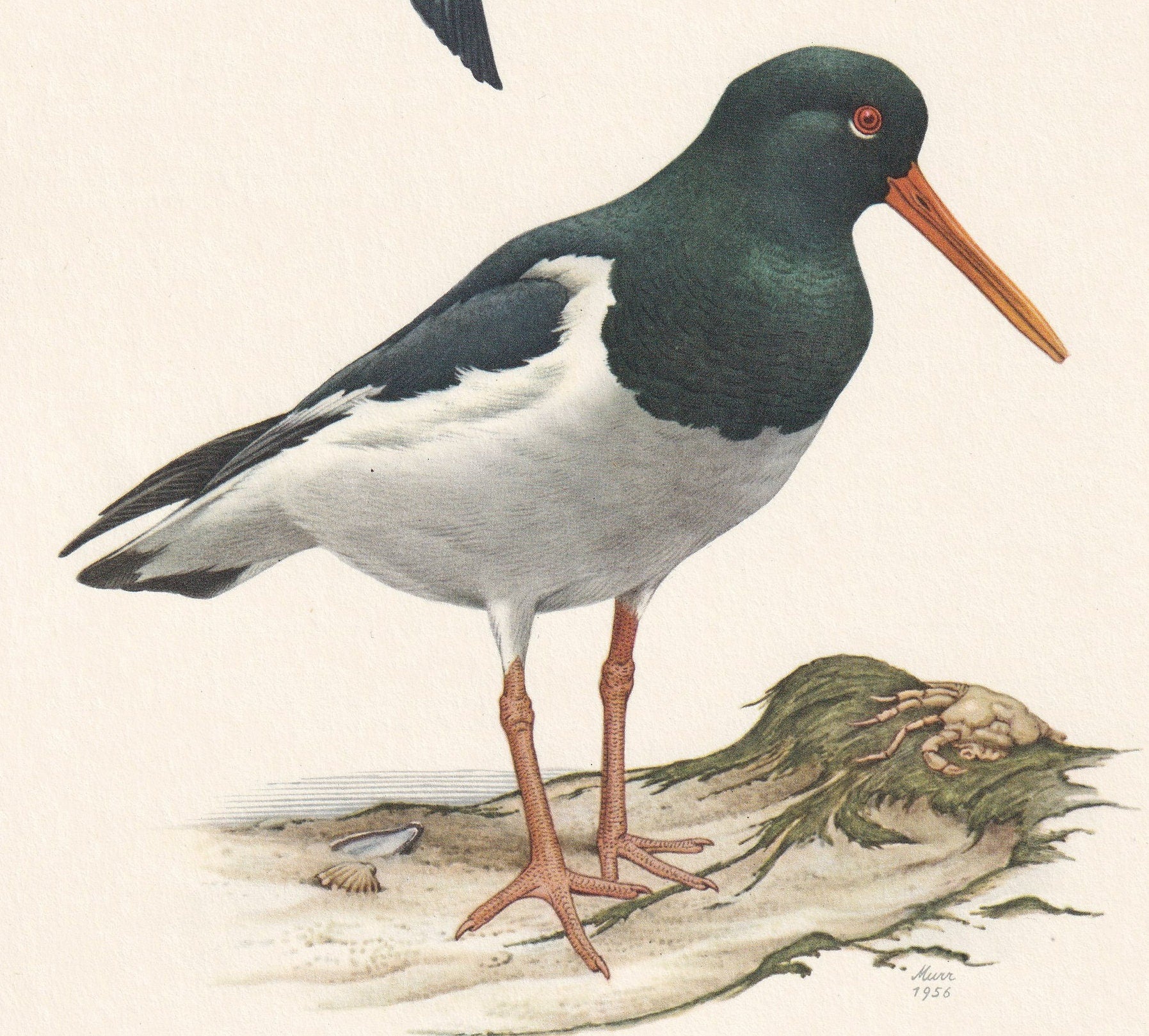 1960 EURASIAN OYSTERCATCHER Bird Print - Vintage Bird Print - Bird Illustration - Bird Wall Art - Bird Decor - 7.5 x 10.6 Inc