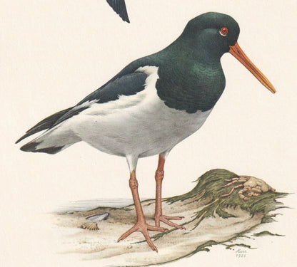 1960 EURASIAN OYSTERCATCHER Bird Print - Vintage Bird Print - Bird Illustration - Bird Wall Art - Bird Decor - 7.5 x 10.6 Inc