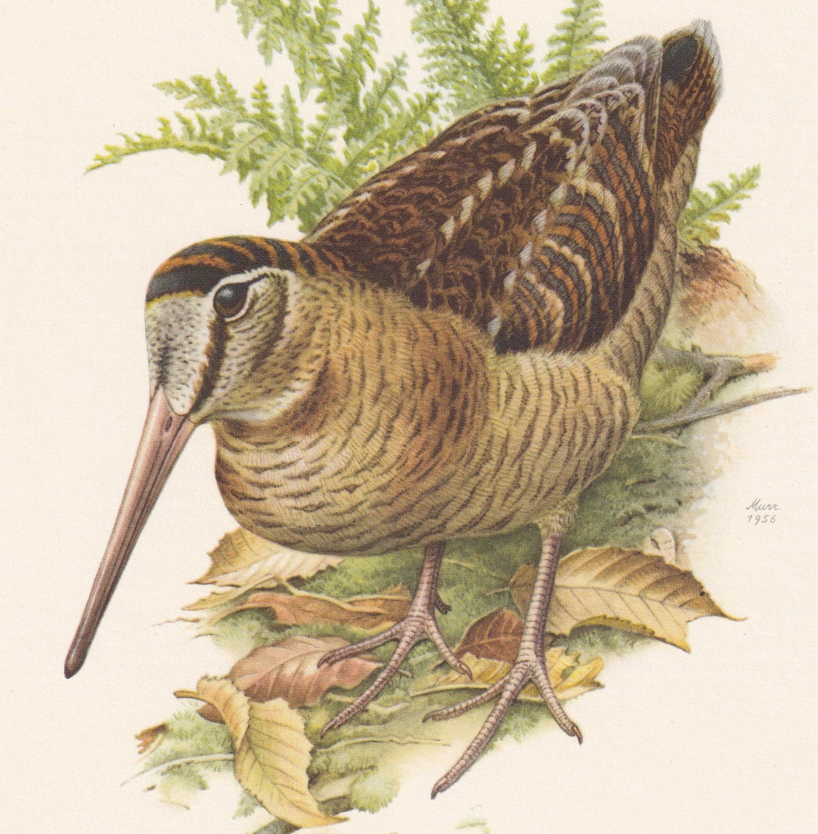 1960 WOODCOCK Bird Print - Vintage Bird Print - Bird Illustration - Bird Wall Art - Bird Decor - 7.5 x 10.6 Inches