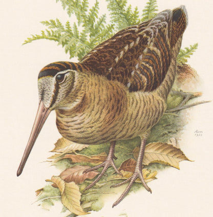 1960 WOODCOCK Bird Print - Vintage Bird Print - Bird Illustration - Bird Wall Art - Bird Decor - 7.5 x 10.6 Inches