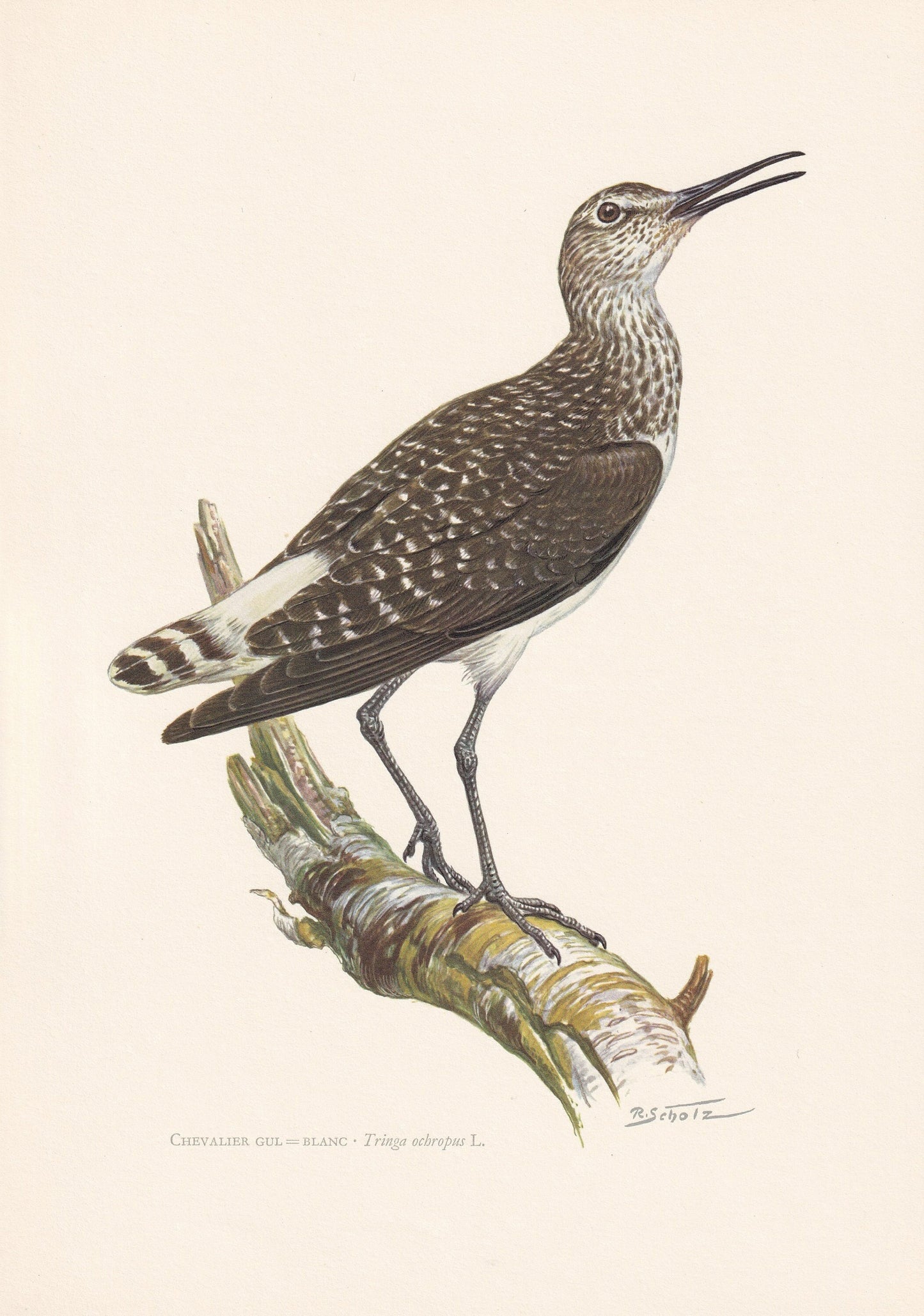 1960 GREEN SANDPIPER Bird Print - Vintage Bird Print - Bird Illustration - Bird Wall Art - Bird Decor - 7.5 x 10.6 Inches