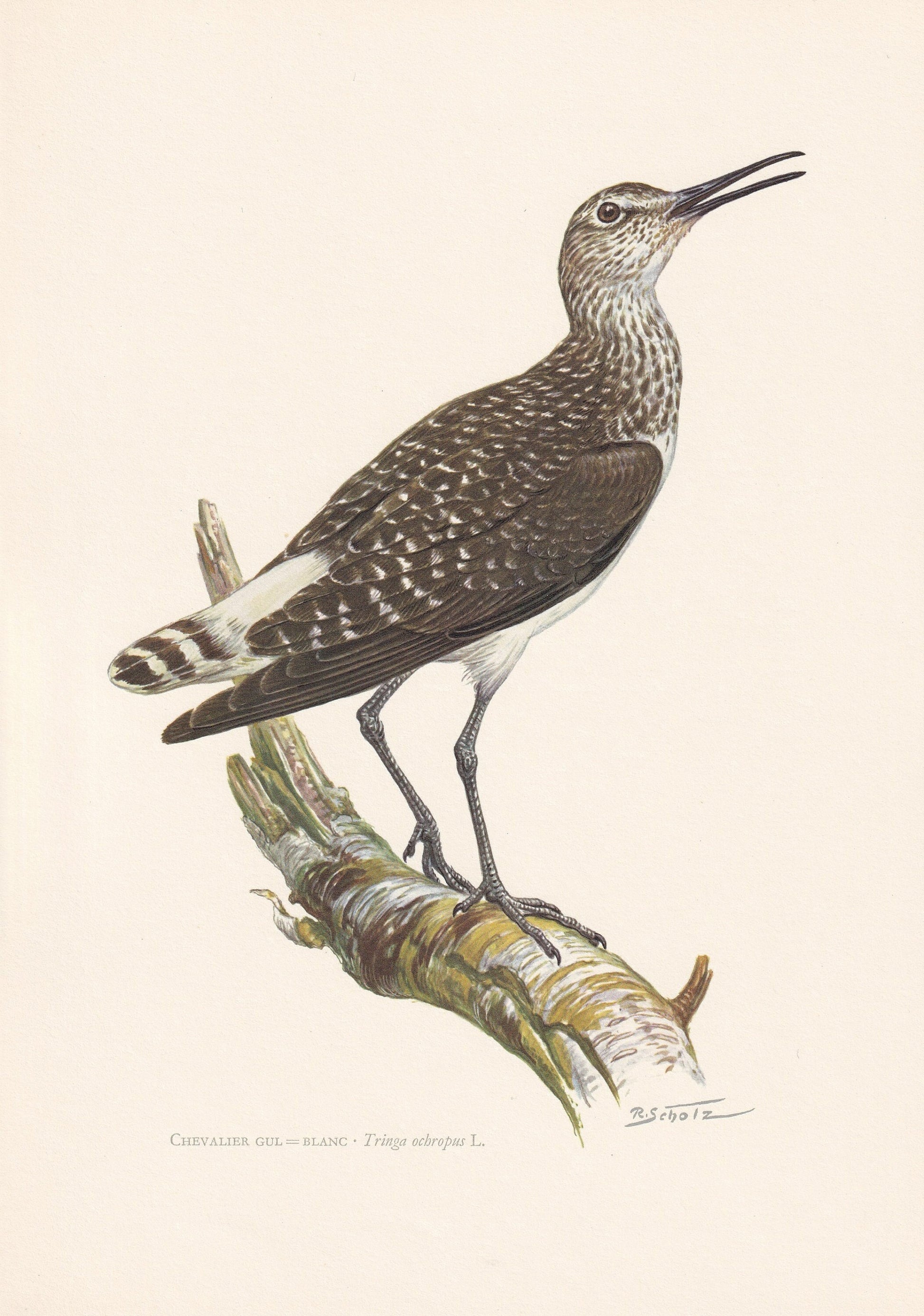 1960 GREEN SANDPIPER Bird Print - Vintage Bird Print - Bird Illustration - Bird Wall Art - Bird Decor - 7.5 x 10.6 Inches