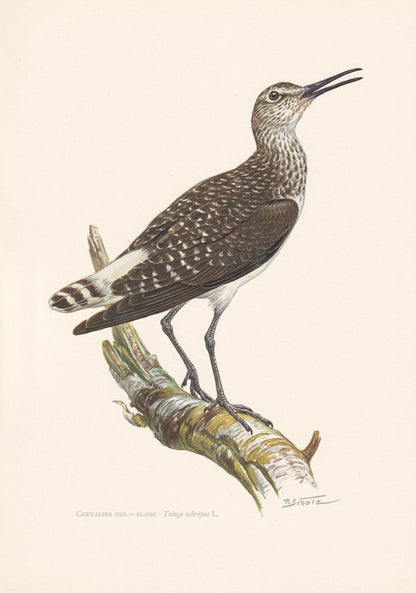 1960 GREEN SANDPIPER Bird Print - Vintage Bird Print - Bird Illustration - Bird Wall Art - Bird Decor - 7.5 x 10.6 Inches