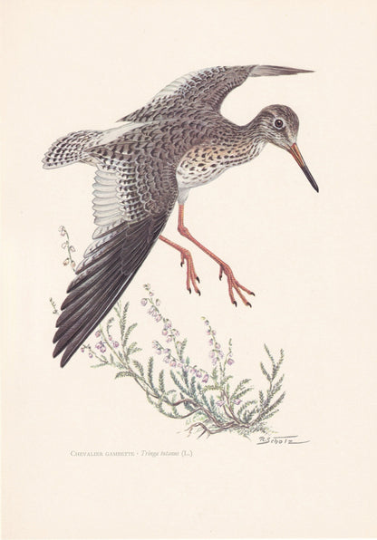 1960 COMMON REDSHANK Bird Print - Vintage Bird Print - Bird Illustration - Bird Wall Art - Bird Decor - 7.5 x 10.6 Inches