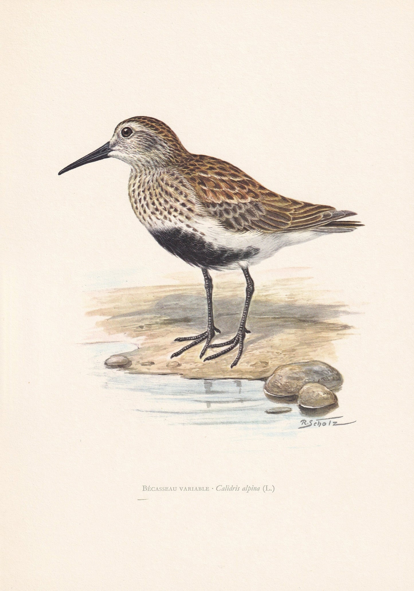 1960 DUNLIN Bird Print - Vintage Bird Print - Bird Illustration - Bird Wall Art - Bird Decor - 7.5 x 10.6 Inches