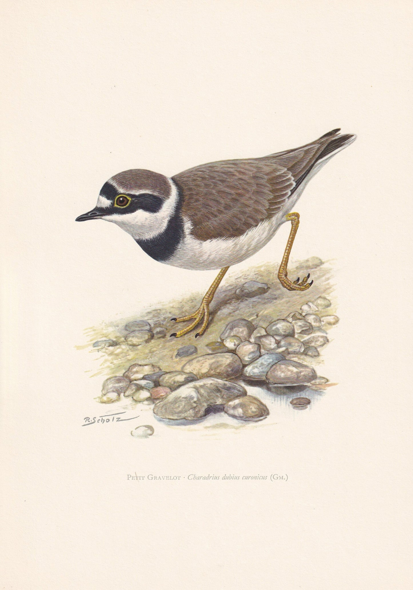 1960 LITTLE RINGED PLOVER Bird Print - Vintage Bird Print - Bird Illustration - Bird Wall Art - Bird Decor - 7.5 x 10.6 Inche