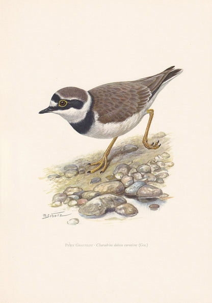 1960 LITTLE RINGED PLOVER Bird Print - Vintage Bird Print - Bird Illustration - Bird Wall Art - Bird Decor - 7.5 x 10.6 Inche