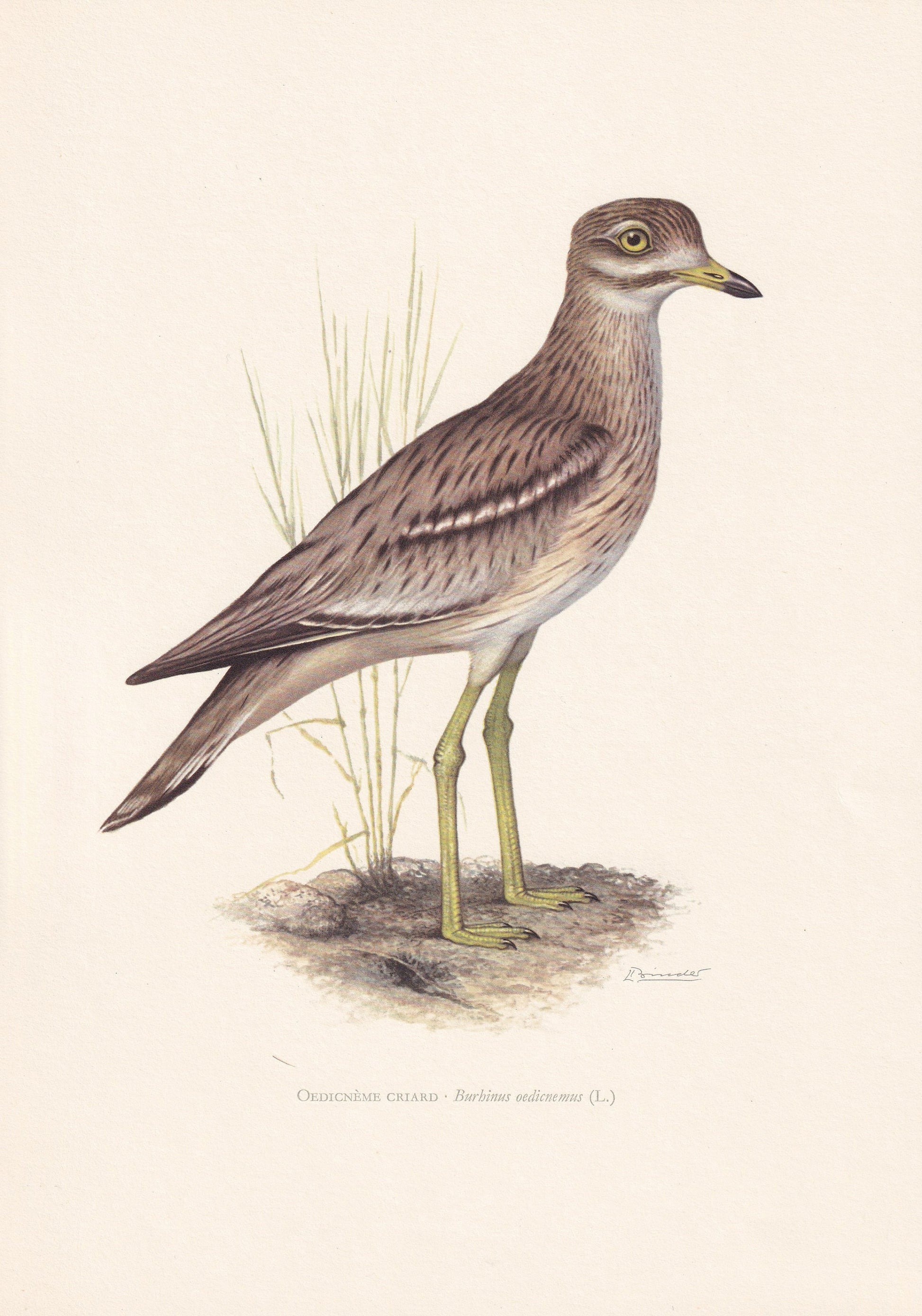 1960 STONE-CURLEW Bird Print - Vintage Bird Print - Bird Illustration - Bird Wall Art - Bird Decor - 7.5 x 10.6 Inches