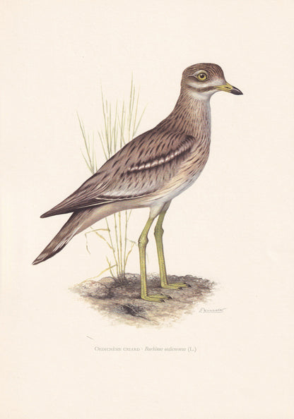1960 STONE-CURLEW Bird Print - Vintage Bird Print - Bird Illustration - Bird Wall Art - Bird Decor - 7.5 x 10.6 Inches
