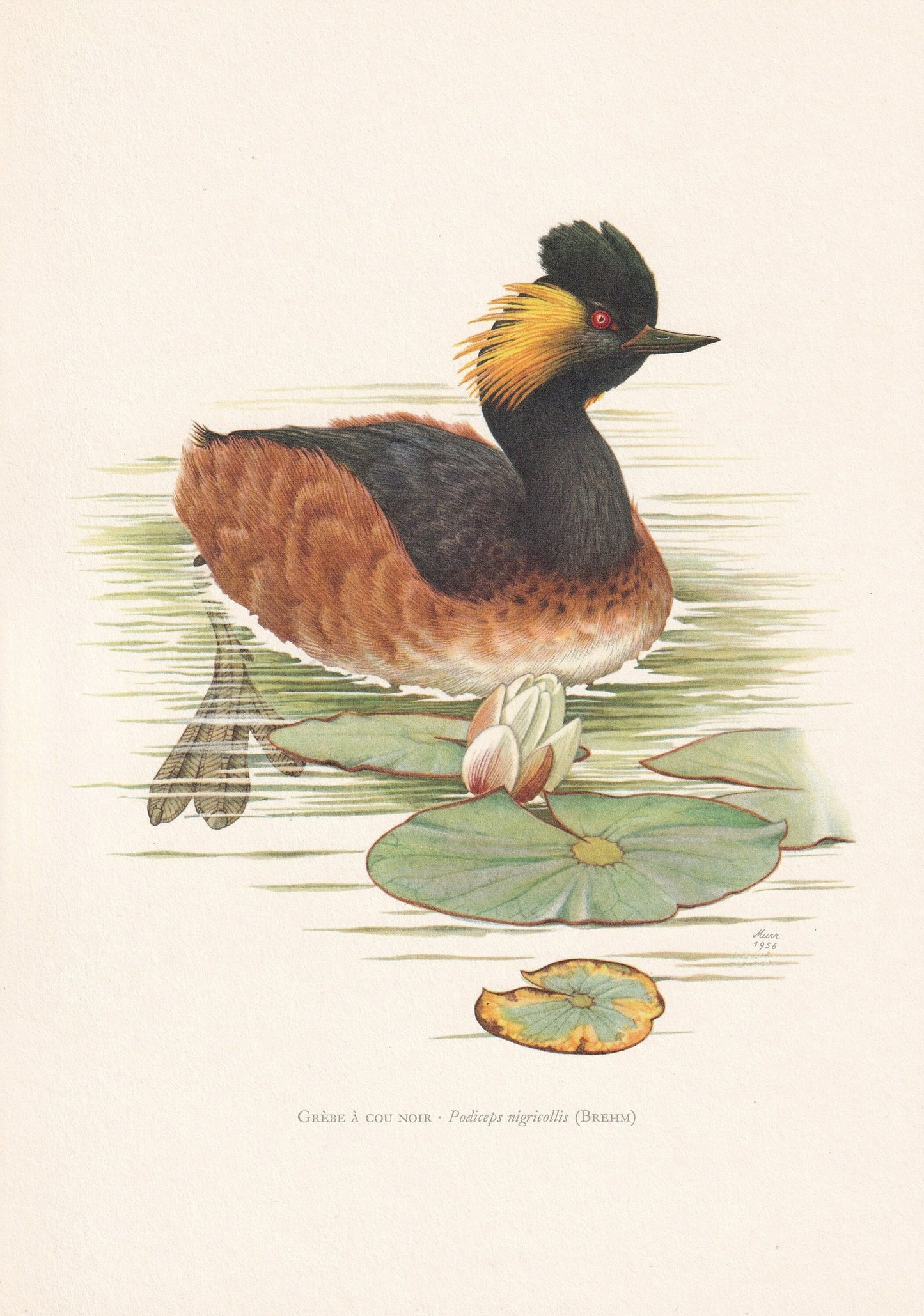 1960 BLACK-NECKED GREBE Bird Print - Vintage Bird Print - Bird Illustration - Bird Wall Art - Bird Decor - 7.5 x 10.6 Inches