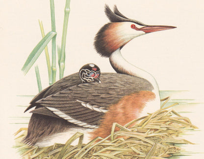 1960 GREAT CRESTED GREBE Bird Print - Vintage Bird Print - Bird Illustration - Bird Wall Art - Bird Decor - 7.5 x 10.6 Inches