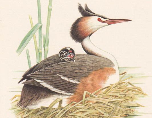 1960 GREAT CRESTED GREBE Bird Print - Vintage Bird Print - Bird Illustration - Bird Wall Art - Bird Decor - 7.5 x 10.6 Inches