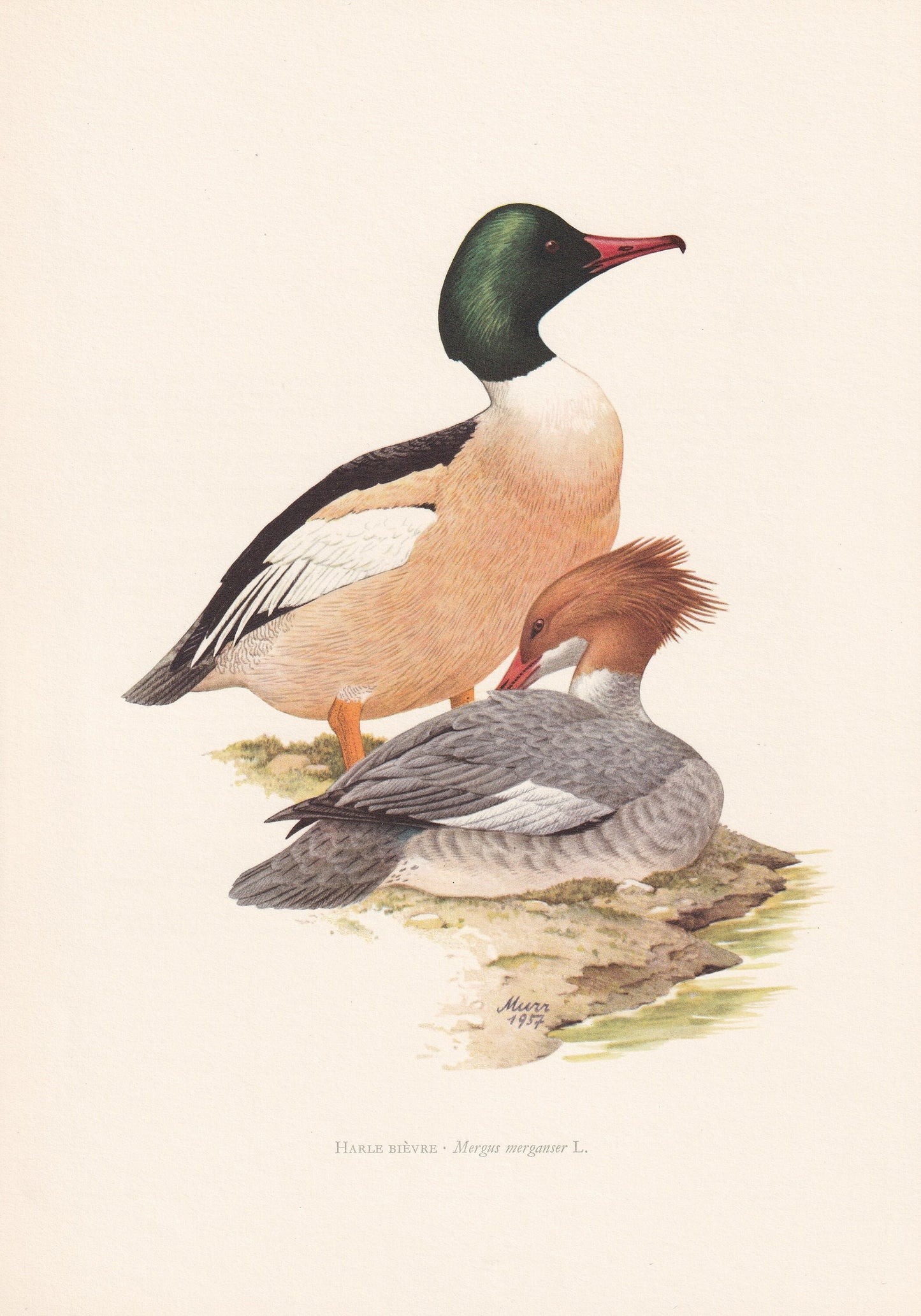 1960 COMMON MERGANSER DUCK Bird Print - Vintage Bird Print - Bird Illustration - Bird Wall Art - Bird Decor - 7.5 x 10.6 Inch