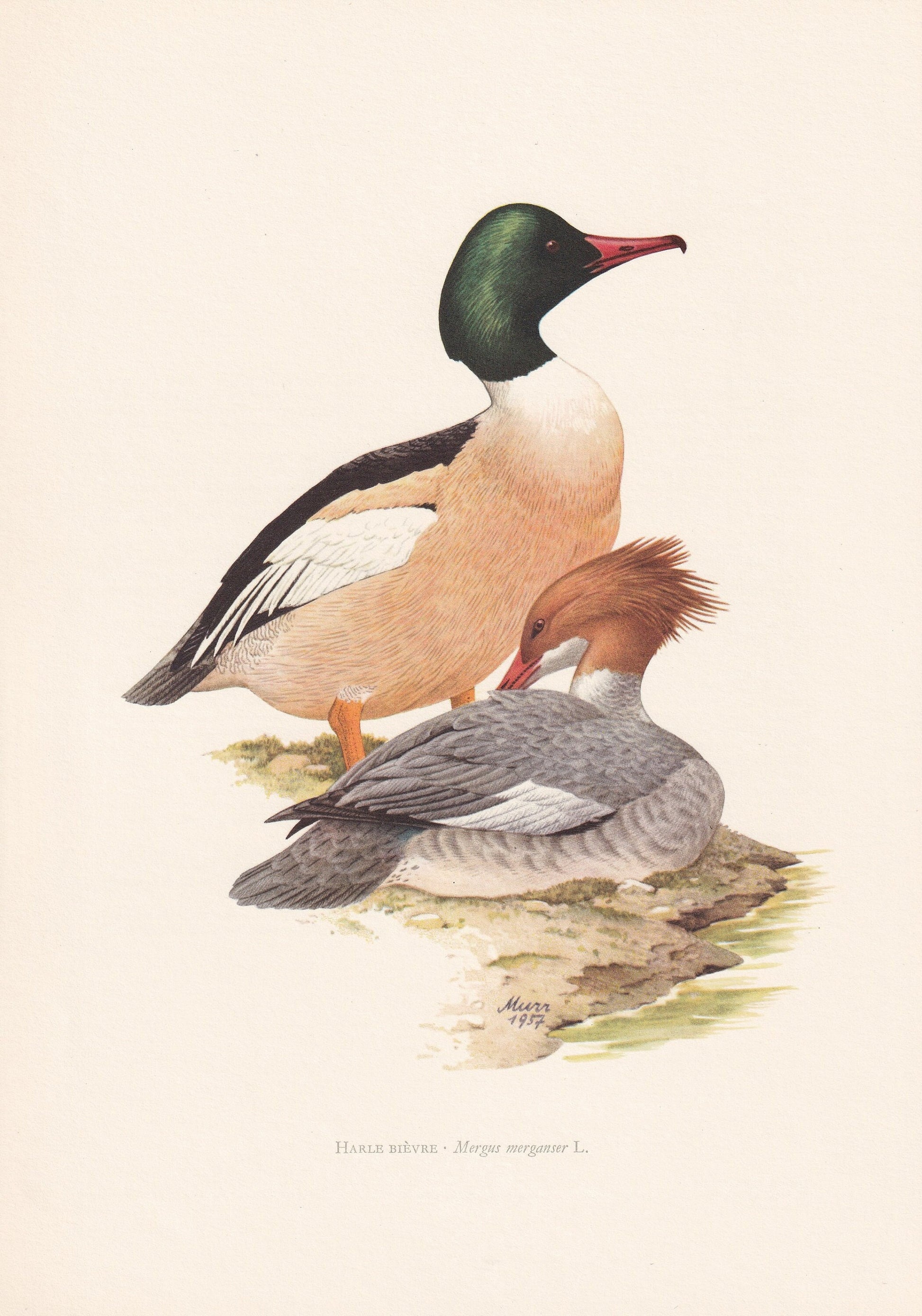 1960 COMMON MERGANSER DUCK Bird Print - Vintage Bird Print - Bird Illustration - Bird Wall Art - Bird Decor - 7.5 x 10.6 Inch