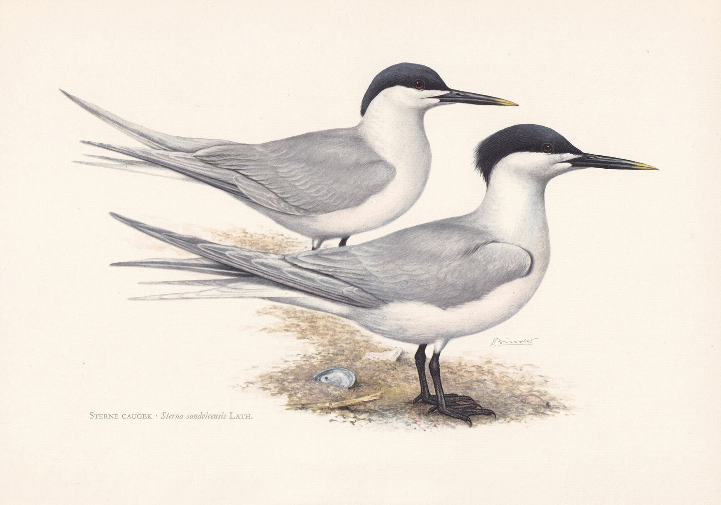 1960 SANDWICH TERN Bird Print - Vintage Bird Print - Bird Illustration - Bird Wall Art - Bird Decor - 7.5 x 10.6 Inches
