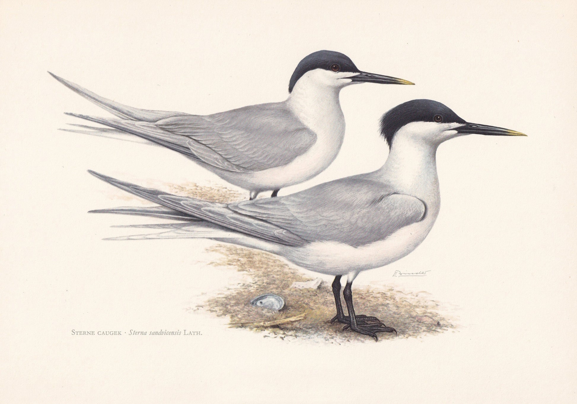 1960 SANDWICH TERN Bird Print - Vintage Bird Print - Bird Illustration - Bird Wall Art - Bird Decor - 7.5 x 10.6 Inches