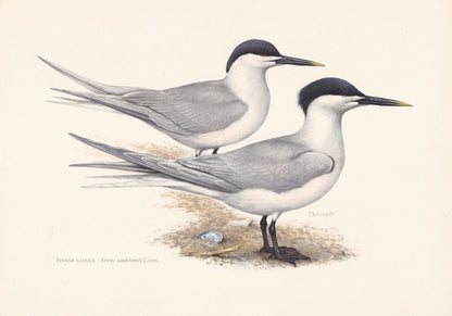 1960 SANDWICH TERN Bird Print - Vintage Bird Print - Bird Illustration - Bird Wall Art - Bird Decor - 7.5 x 10.6 Inches