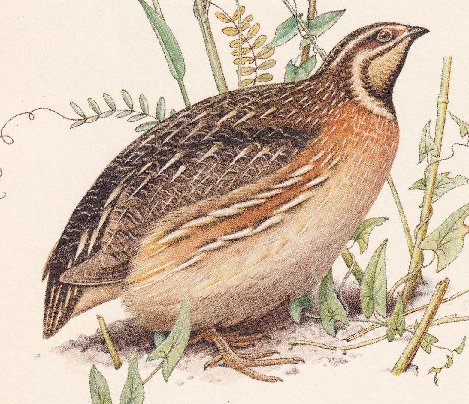 1960 COMMON QUAIL Bird Print - Vintage Bird Print - Bird Illustration - Bird Wall Art - Bird Decor - 7.5 x 10.6 Inches