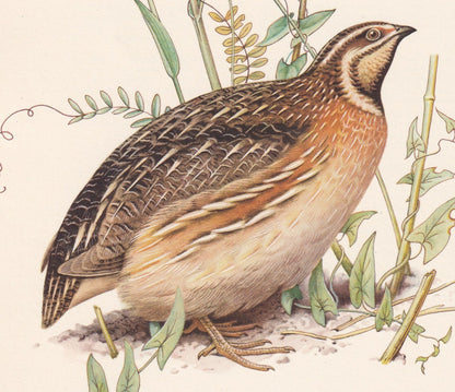 1960 COMMON QUAIL Bird Print - Vintage Bird Print - Bird Illustration - Bird Wall Art - Bird Decor - 7.5 x 10.6 Inches