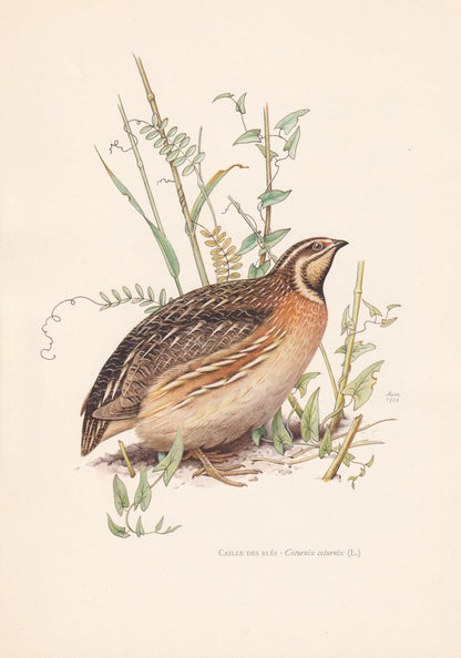 1960 COMMON QUAIL Bird Print - Vintage Bird Print - Bird Illustration - Bird Wall Art - Bird Decor - 7.5 x 10.6 Inches