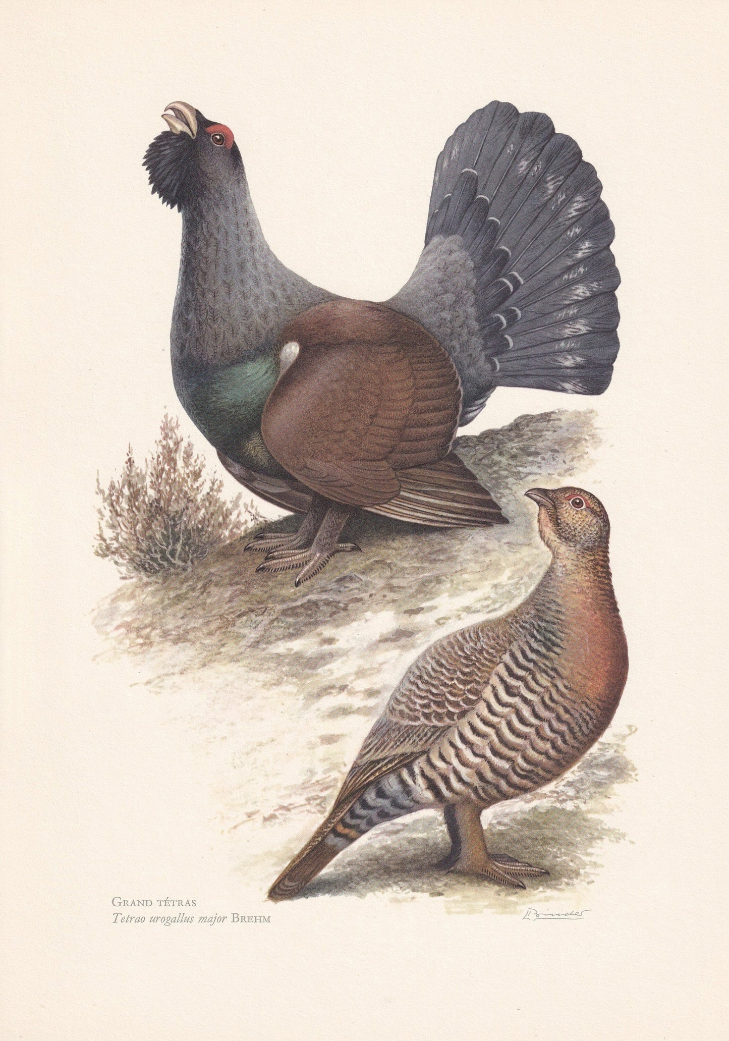 1960 WESTERN CAPERCAILLIE Bird Print - Vintage Bird Print - Bird Illustration - Bird Wall Art - Bird Decor - 7.5 x 10.6 Inche