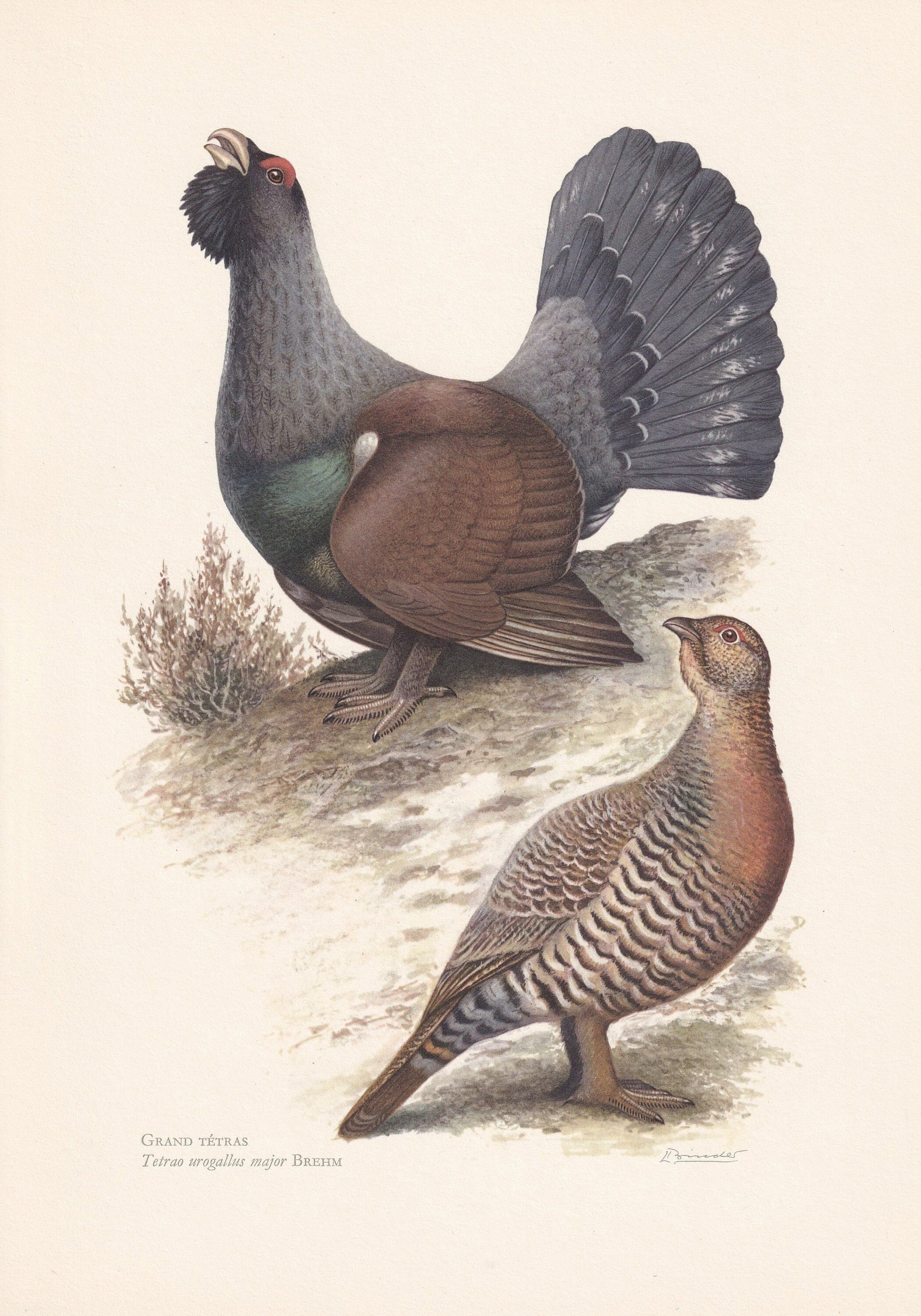 1960 WESTERN CAPERCAILLIE Bird Print - Vintage Bird Print - Bird Illustration - Bird Wall Art - Bird Decor - 7.5 x 10.6 Inche