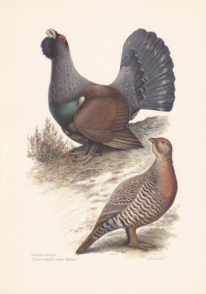 1960 WESTERN CAPERCAILLIE Bird Print - Vintage Bird Print - Bird Illustration - Bird Wall Art - Bird Decor - 7.5 x 10.6 Inche