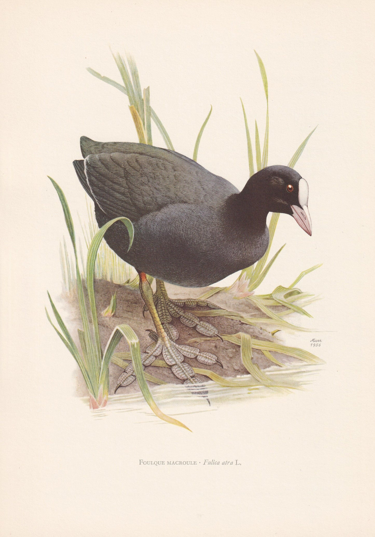 1960 COOT Bird Print - Vintage Bird Print - Bird Illustration - Bird Wall Art - Bird Decor - 7.5 x 10.6 Inches