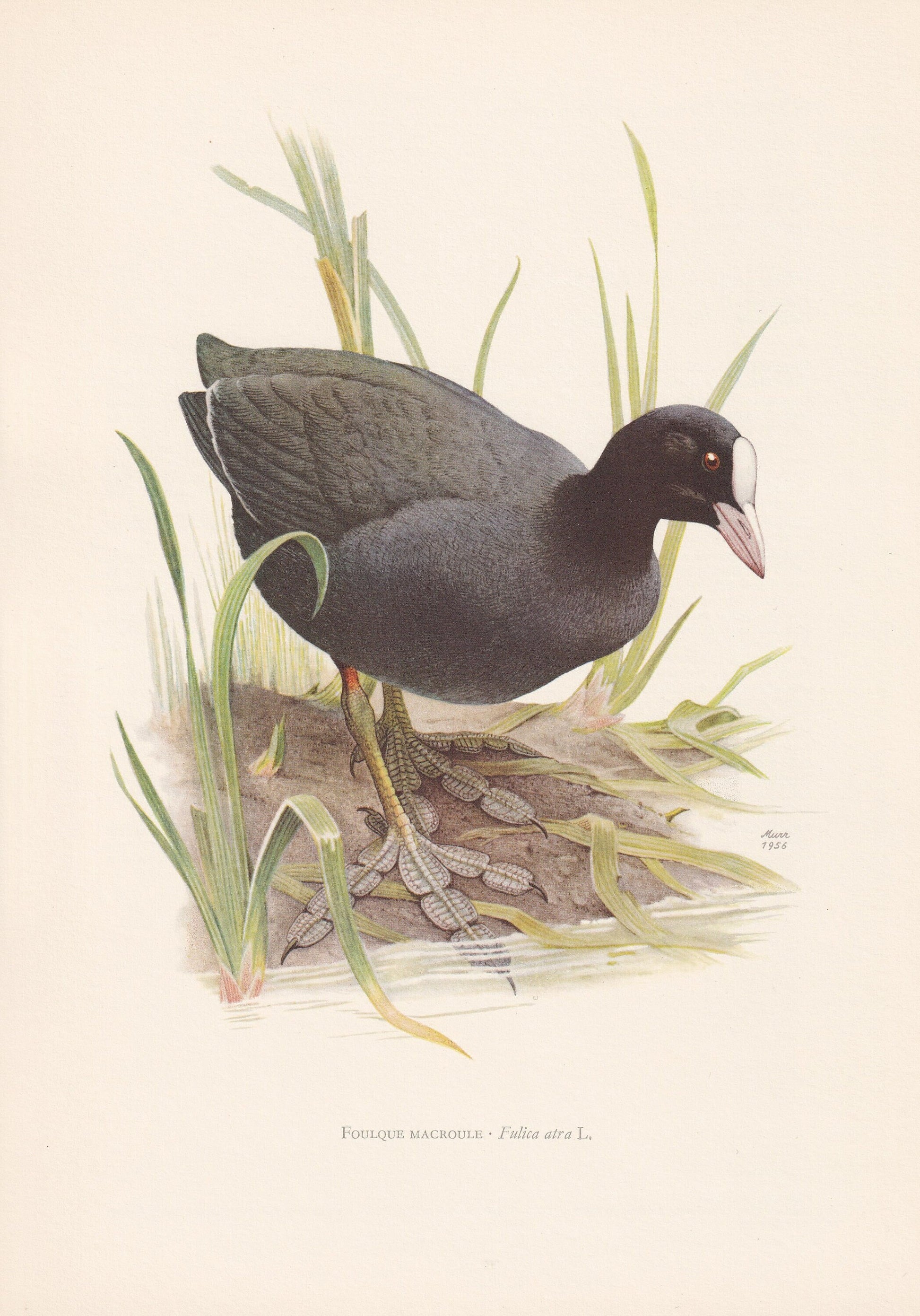 1960 COOT Bird Print - Vintage Bird Print - Bird Illustration - Bird Wall Art - Bird Decor - 7.5 x 10.6 Inches