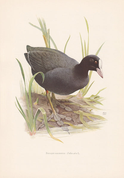 1960 COOT Bird Print - Vintage Bird Print - Bird Illustration - Bird Wall Art - Bird Decor - 7.5 x 10.6 Inches