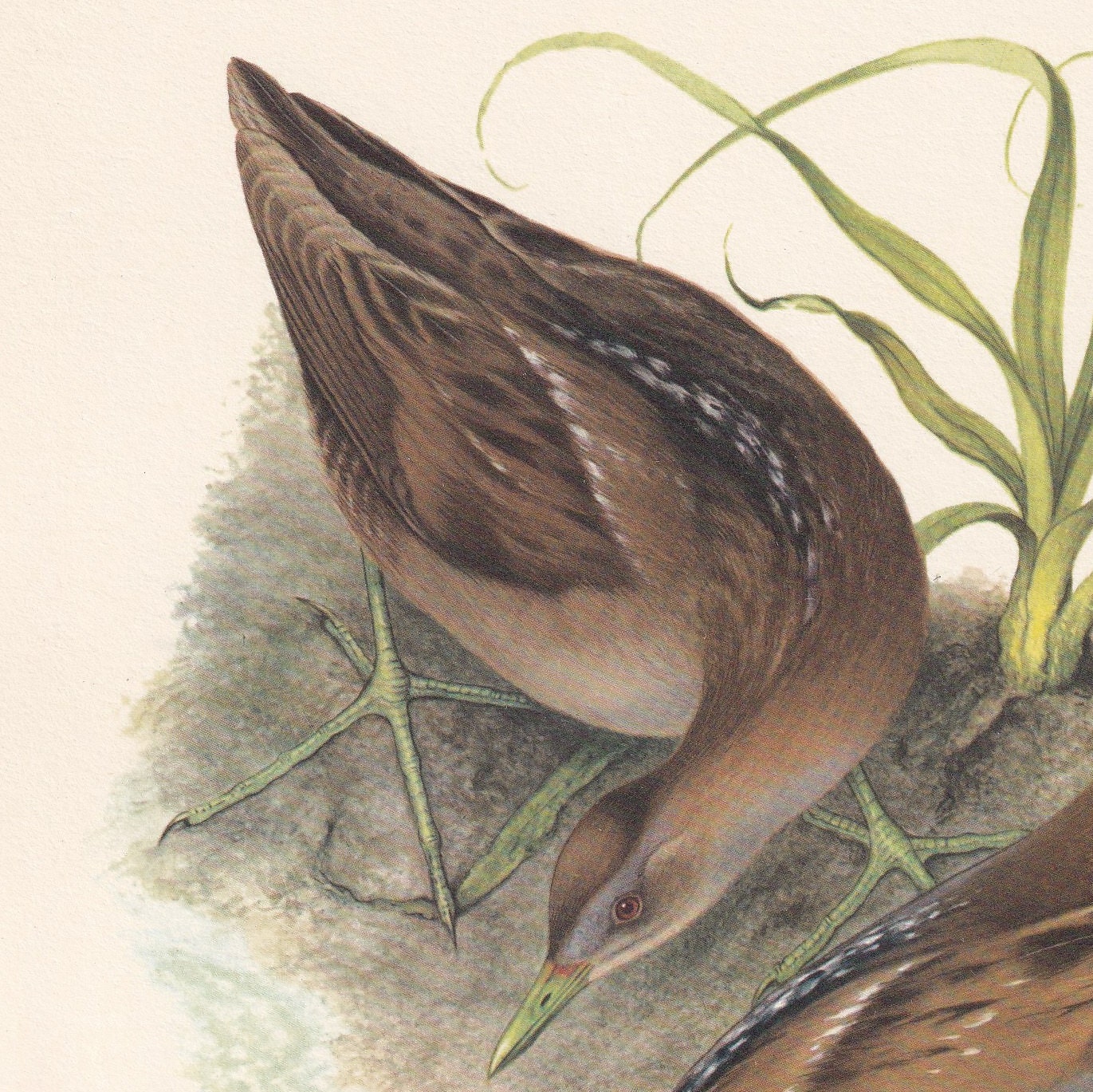 1960 LITTLE CRAKE Bird Print - Vintage Bird Print - Bird Illustration - Bird Wall Art - Bird Decor - 7.5 x 10.6 Inches