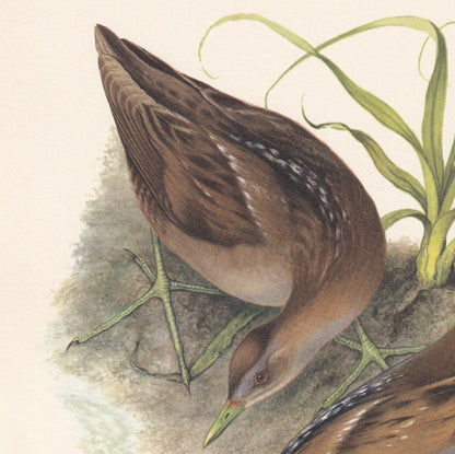 1960 LITTLE CRAKE Bird Print - Vintage Bird Print - Bird Illustration - Bird Wall Art - Bird Decor - 7.5 x 10.6 Inches