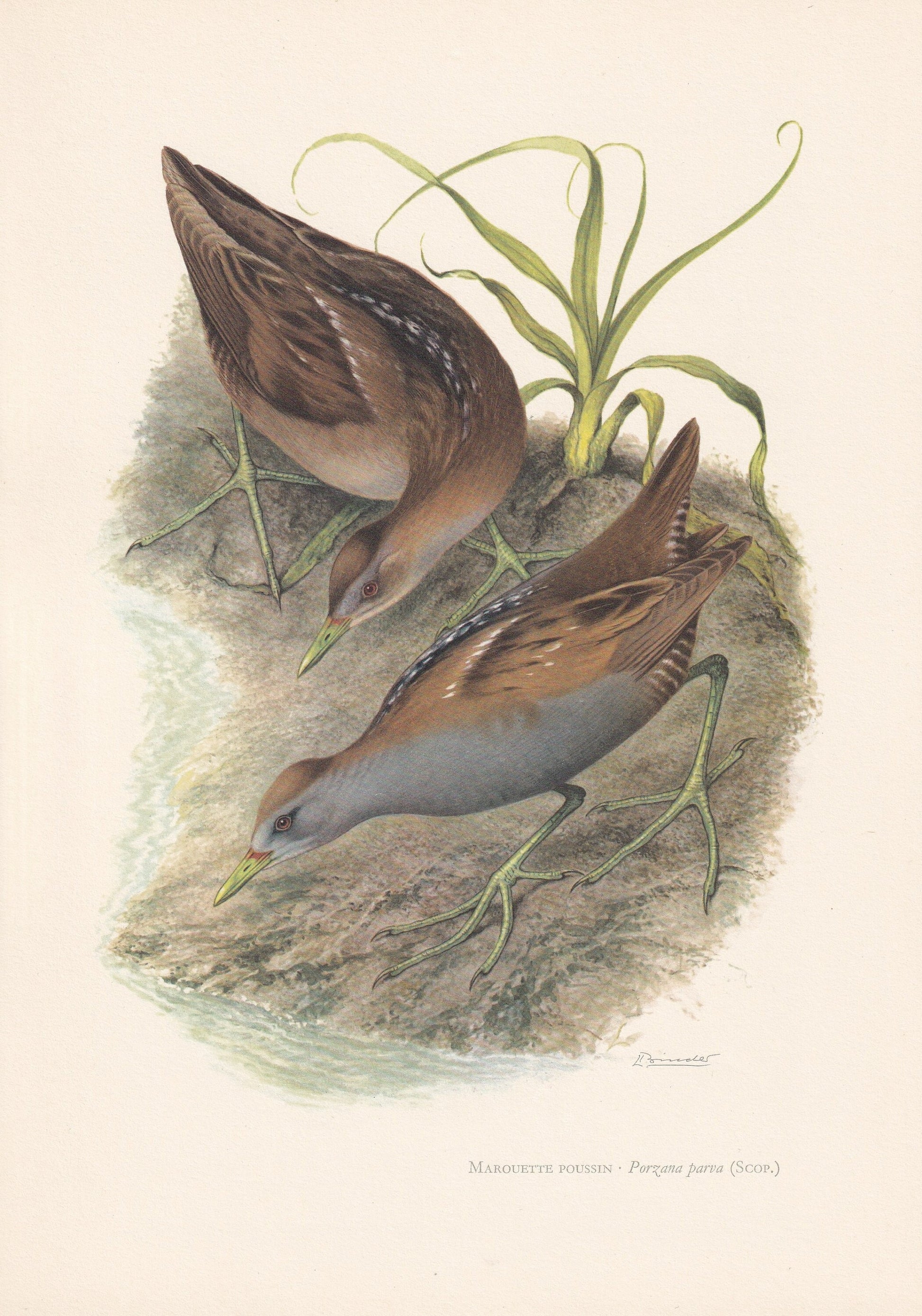 1960 LITTLE CRAKE Bird Print - Vintage Bird Print - Bird Illustration - Bird Wall Art - Bird Decor - 7.5 x 10.6 Inches