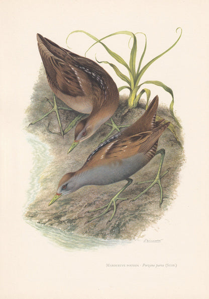1960 LITTLE CRAKE Bird Print - Vintage Bird Print - Bird Illustration - Bird Wall Art - Bird Decor - 7.5 x 10.6 Inches
