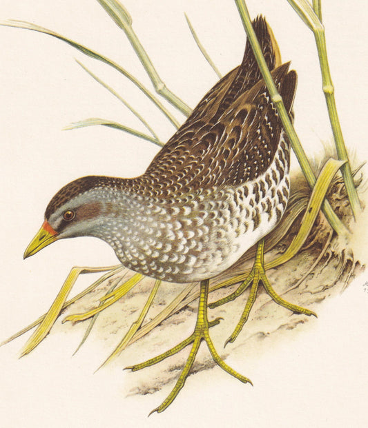 1960 SPOTTED CRAKE Bird Print - Vintage Bird Print - Bird Illustration - Bird Wall Art - Bird Decor - 7.5 x 10.6 Inches