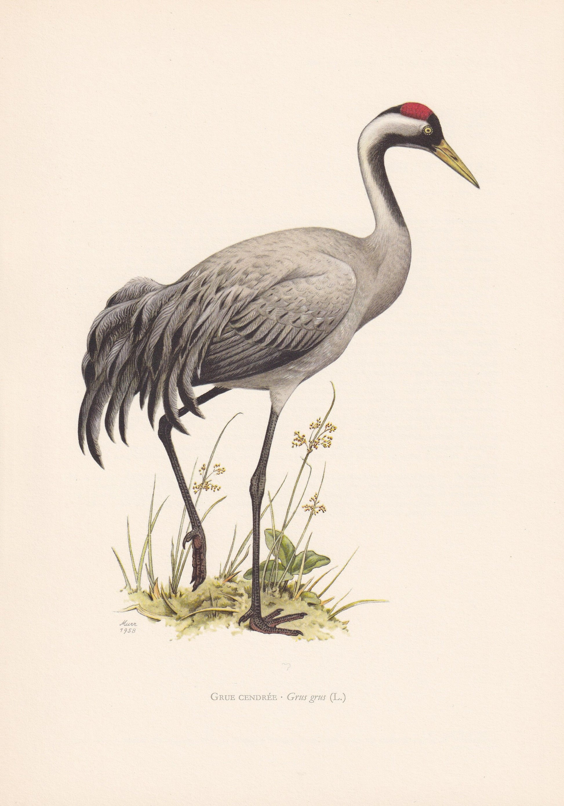 1960 COMMON CRANE Bird Print - Vintage Bird Print - Bird Illustration - Bird Wall Art - Bird Decor - 7.5 x 10.6 Inches