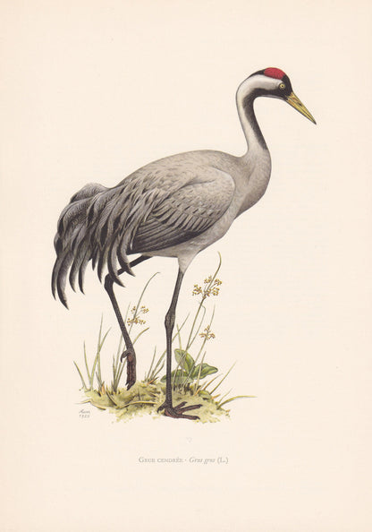 1960 COMMON CRANE Bird Print - Vintage Bird Print - Bird Illustration - Bird Wall Art - Bird Decor - 7.5 x 10.6 Inches