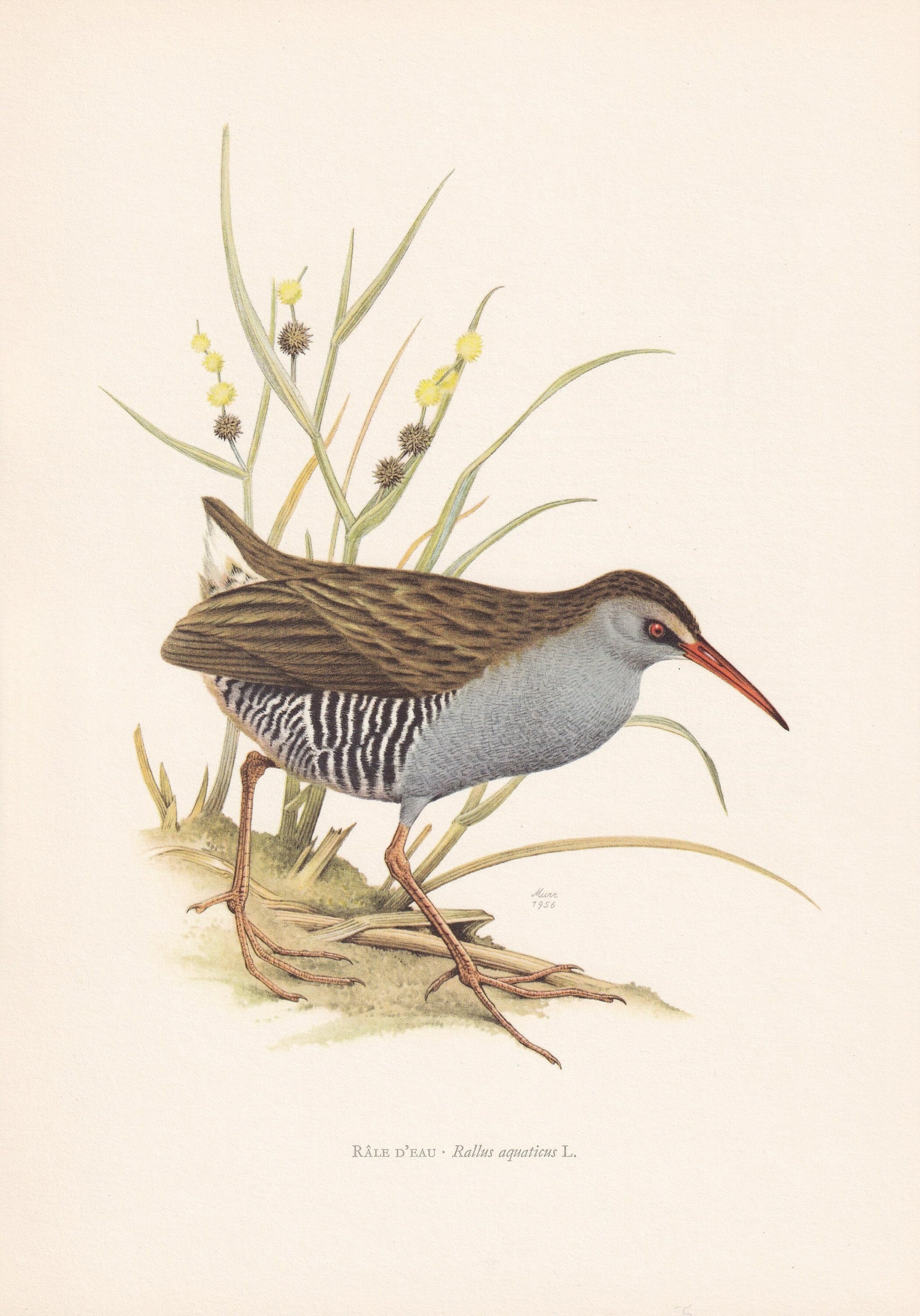 1960 WATER RAIL Bird Print - Vintage Bird Print - Bird Illustration - Bird Wall Art - Bird Decor - 7.5 x 10.6 Inches