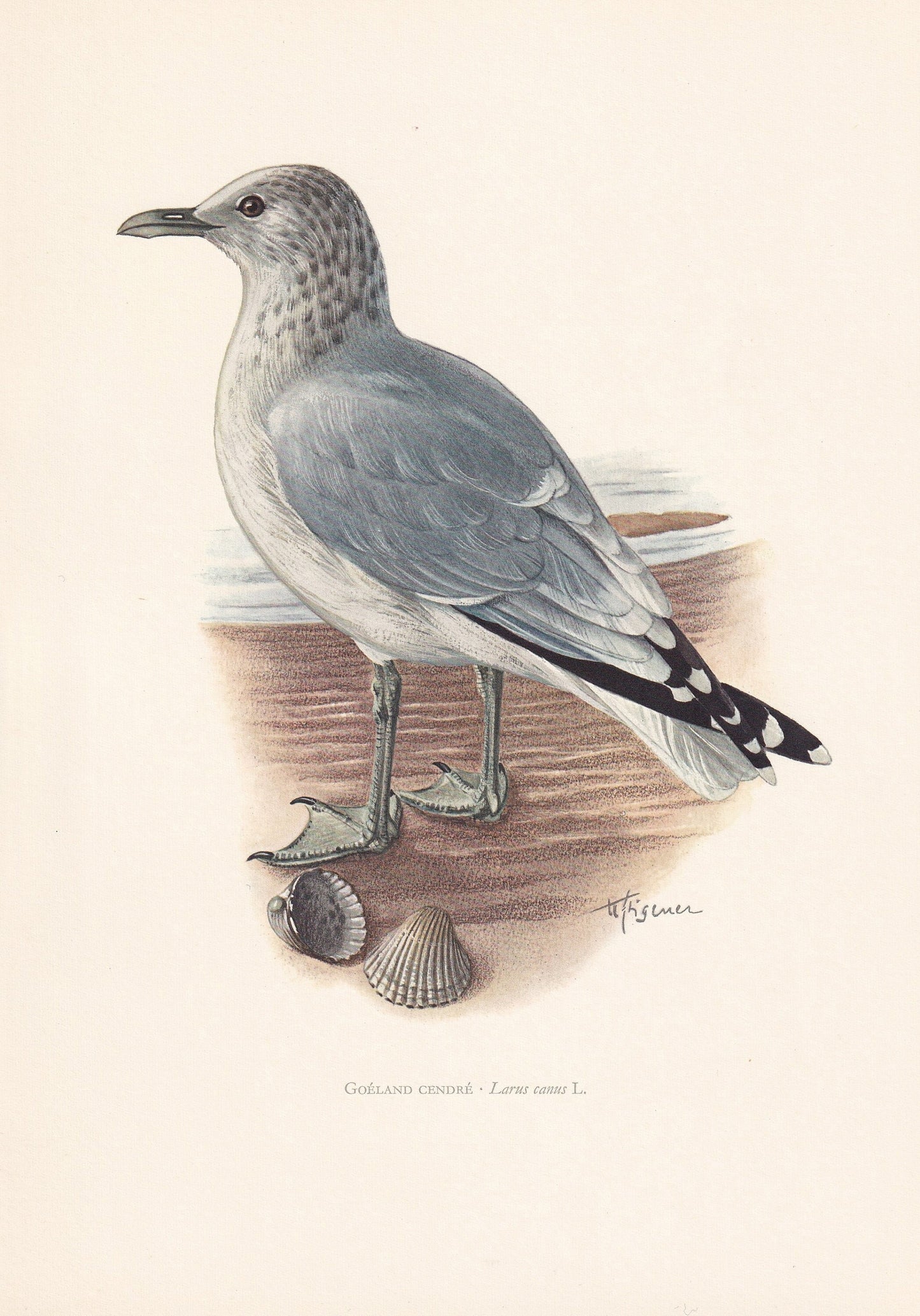 1960 COMMON GULL Bird Print - Vintage Bird Print - Bird Illustration - Bird Wall Art - Bird Decor - 7.5 x 10.6 Inches