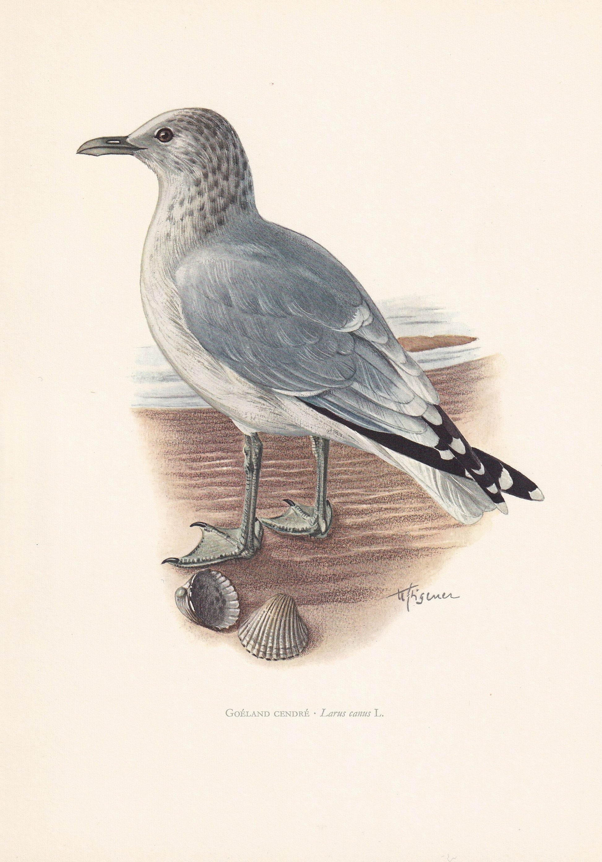 1960 COMMON GULL Bird Print - Vintage Bird Print - Bird Illustration - Bird Wall Art - Bird Decor - 7.5 x 10.6 Inches