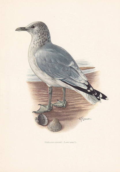 1960 COMMON GULL Bird Print - Vintage Bird Print - Bird Illustration - Bird Wall Art - Bird Decor - 7.5 x 10.6 Inches