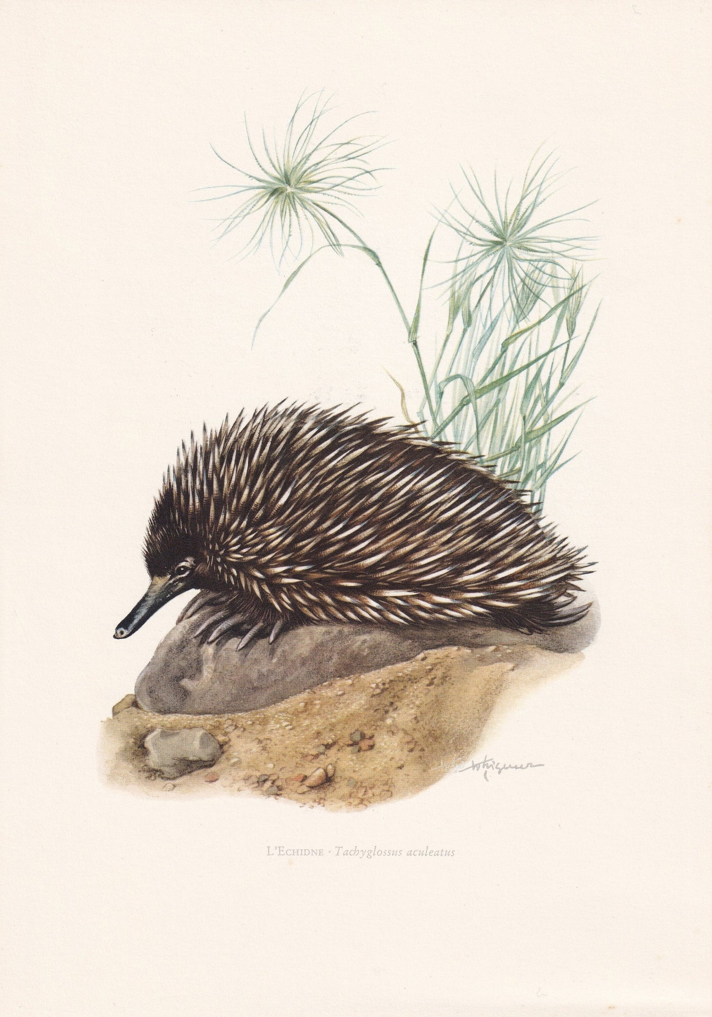1960 ECHIDNA Print - Vintage Animal Print - Animal Illustration - Animal Wall Art - Vintage Monotreme Print - 7.5 x 10.6 Inch