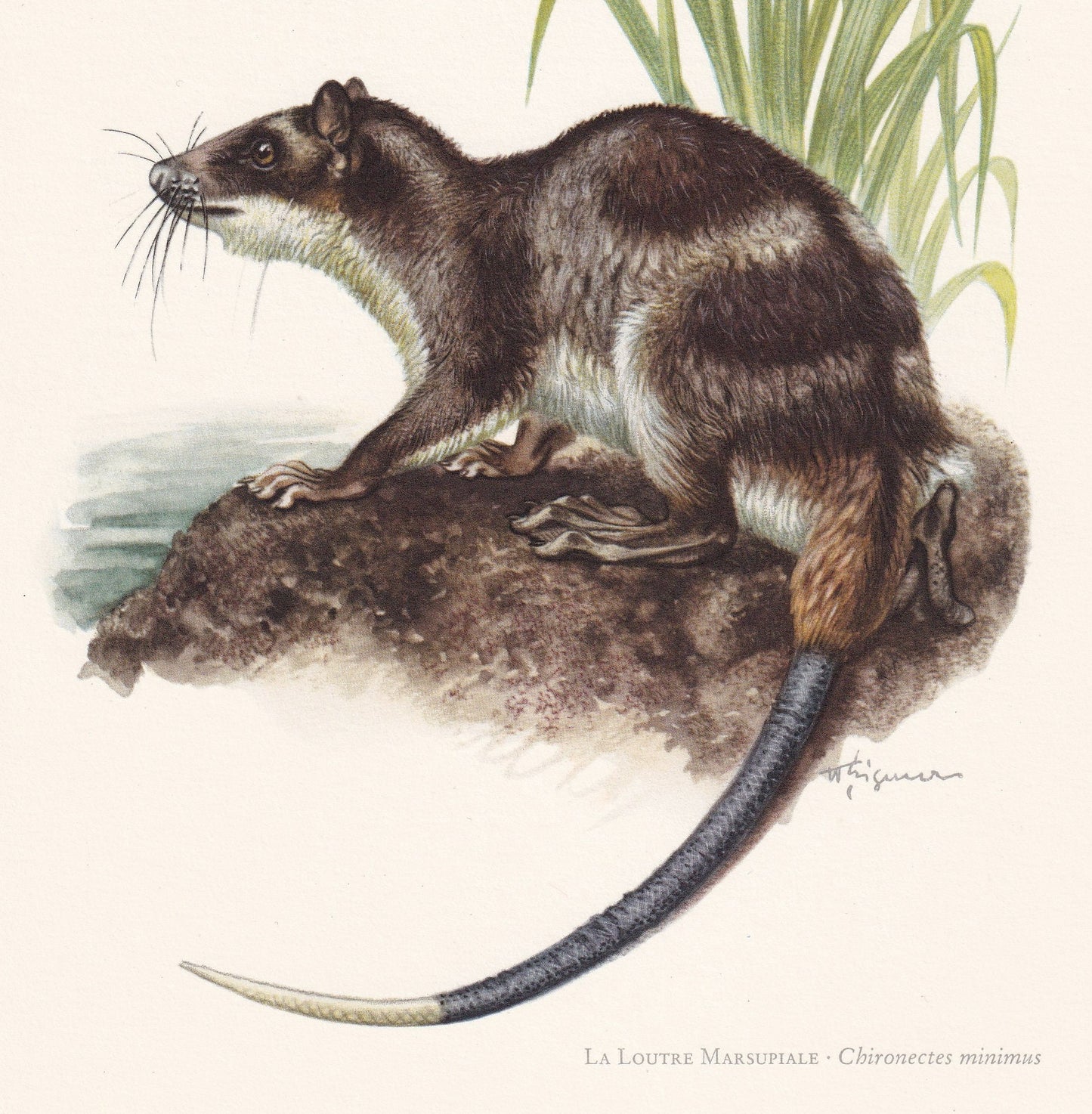 1960 WATER OPOSSUM Print - Vintage Animal Print - Animal Illustration - Animal Wall Art - Vintage Marsupial Print - 7.5 x 10.